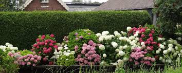 Maybe you would like to learn more about one of these? Plants To Mix With Hydrangeas Plant Addicts
