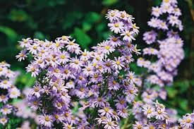 Image result for Felicia grantii