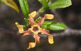 Image result for Strophanthus bequaertii