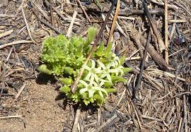 Image result for Pygmaeothamnus zeyheri