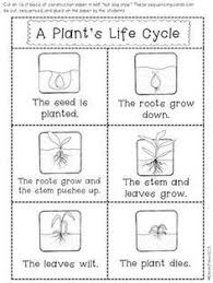 Plant Life Cycles Kindergarten Science Plant Life Cycle Worksheet Plant Science