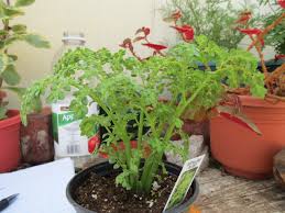 Image result for Pilea microphylla