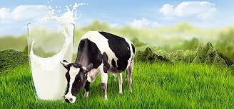 Milk New Background Images Background Images New Backgrounds