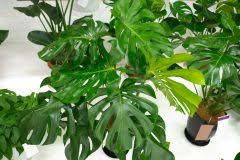 Martha mosterra is on facebook. Monstera Umtopfen So Gehen Sie Am Besten Vor Fensterblatt