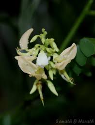 Image result for Abrus melanospermus