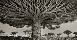 The pando trees are basically clones of one another. Ancient Trees Woman Spends 14 Years Photographing World S Oldest Trees Bored Panda