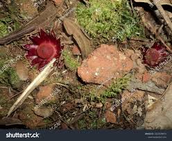 Image result for Balanophoraceae
