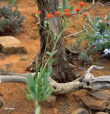 Image result for Kleinia fulgens