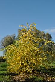 Image result for Maclura