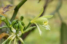 More stock photos from jessamine's portfolio. Vanilla Orchids Types How To Grow And Care For Beginner Florgeous