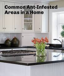 Ant Infestation Where Do Ants Hide In The House Kitchen Remodel Kitchen Cabinets Kitchen Countertops