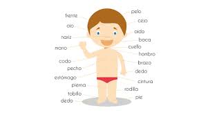 Parts of the body male. The Ultimate Guide To Body Parts In Spanish