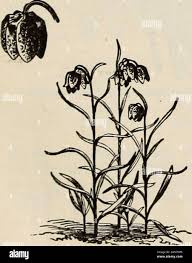 Image result for Searsia refracta