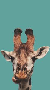 Fotos Random Fotos Random Animal Wallpaper Cute Animal Photos Animals
