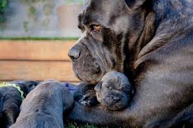 To learn more about each adoptable dog, click on the i icon for some fast facts or click on their name or photo for. Breeders