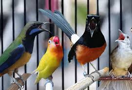 7 Jenis Burung Dengan Suara Masteran Yang Cocok Untuk Murai Batu Murai Burung Cantik Burung