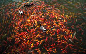 · in a pond, fish have to . How Many Fish Will Fit In A Backyard Pond Per Gallon