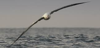 It's not all plain sailing for seabirds, but with some help it can ...