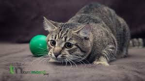10 Maddede Kedi Nasil Yikanir Kedileri Yikarken Dikkat Edilmesi Gerekenler Evcil Hayvan Blogu