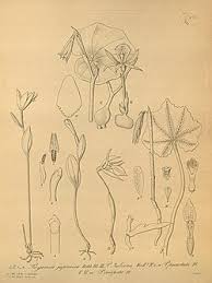 Image result for Nervilia petraea