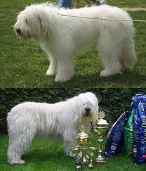 Check spelling or type a new query. 96 Large Dog Breeds Ideas Dog Breeds Large Dog Breeds Breeds