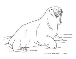 Walrus coloring pages walrus pictures bfree printable coloring4free. Walrus Coloring Page By Mama Draw It Teachers Pay Teachers