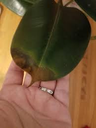 A few days ago i noticed dry black spots on the perimeter of the leaves. A Complete Guide To Caring For Rubber Plants And Answers To Why Yours Might Be Dying Vintage Revivals