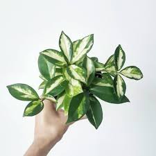 The solid medium includes growing cuttings in soil, perlite, sphagnum moss or similar, while the liquid medium refers to water. How To Care For A Hoya Krimson Princess Hoya Carnosa Indoor Home Garden