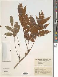 Image result for Otholobium foliosum