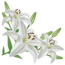 White Lilium Png Clipart Picture White Flower Png Flower Silhouette Botanical Flowers