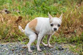 But did you know that chihuahuas come in a fluffier version? Kleine Weisse Kurze Haare Chihuahua Hund Pooping Im Park Lizenzfreie Fotos Bilder Und Stock Fotografie Image 58149271