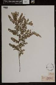 Image result for Aleuritopteris welwitschii