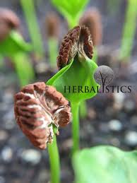 Image result for Tabernanthe elliptica