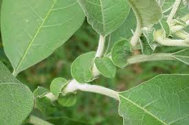 Image result for Solanum mauritianum
