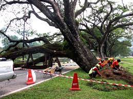 Kok bisa kalimat monyet pakai jas hujan malah yang direkomendasikan? Berakhirlah Riwayat Sebatang Lagi Pokok Hujan Hujan Taiping Sintok News