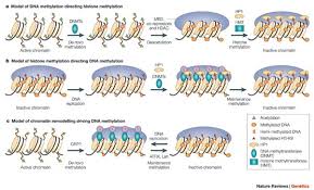 This is in contrast to mutations, which are changes in the genomes of organisms. Chromatin Modification And Epigenetic Reprogramming In Mammalian Development Nature Reviews Genetics