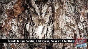 Ishak Kusu Nedir Hikayesi Sesi Ve Ozellikleri