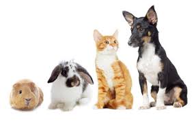 Group of young dogs, cat, rabbit in front of white. 11 453 Dog Cat Rabbit Stock Photos And Images 123rf