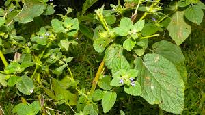 Image result for Hyptis