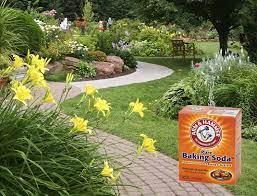 The first time i saw a cold frame, just for a moment, i thought i was looking at a magical portal. 21 Baking Soda Uses In The Garden Baking Soda For Plants