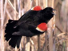 Black Bird With Yellow And Red Wing Red Winged Blackbird With Images Black Bird Red Wing Blackbird Birds