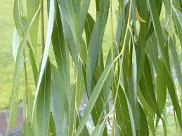Image result for Salix babylonica