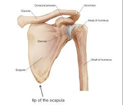 Scapula, also called shoulder blade, either of two large bones of the shoulder girdle in vertebrates. Shoulder Injuries From Trauma Scapula Nonunion Hope Tbi