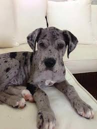 Great dane and mastiff dogs shaking hands. Great Dane Mastiff Mix Lifespan Petsidi