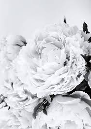 Black And White Flower Artwork Minimalist Peony Print Black And White Peonies Photography Flower Art Floral Decor Black And White Nursery Prints Peony Print Floral Printables Scandinavian Wall Art