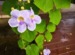 This is the perfect platform for you to choose your purple vine flowers of diverse styles for various occasions. Thunbergia Stock Photos And Images 123rf