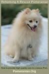 Rescue Me! Pomeranian Rescue - Home | Facebook