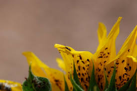 Problems most commonly occur where aphids. Kjmszr86extffm