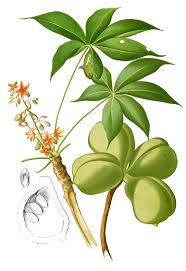 Image result for Cola clavata