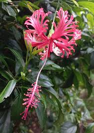 Image result for Hibiscus schizopetalus